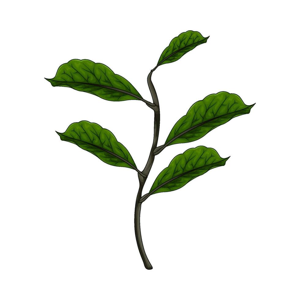 leaf nature  illustration vector