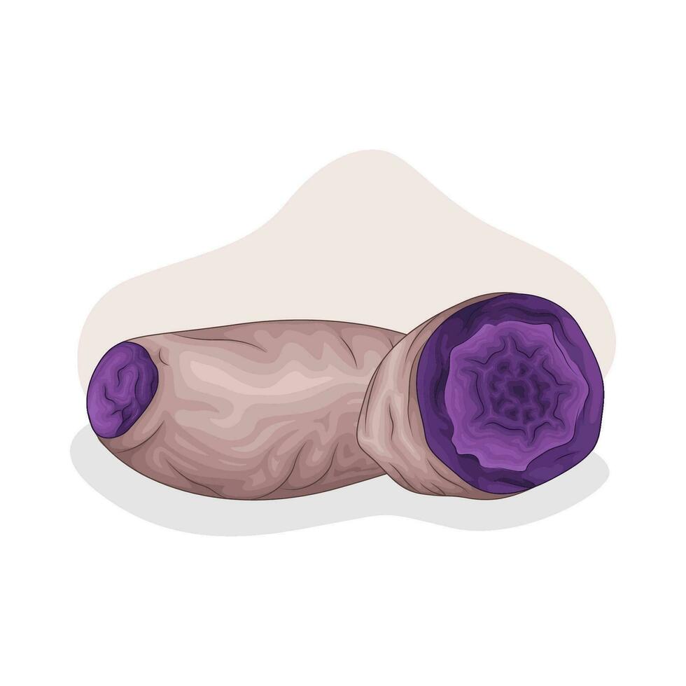 taro purple sweet potato illustration vector