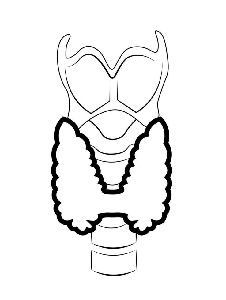 vector ilustración de tiroides glándula
