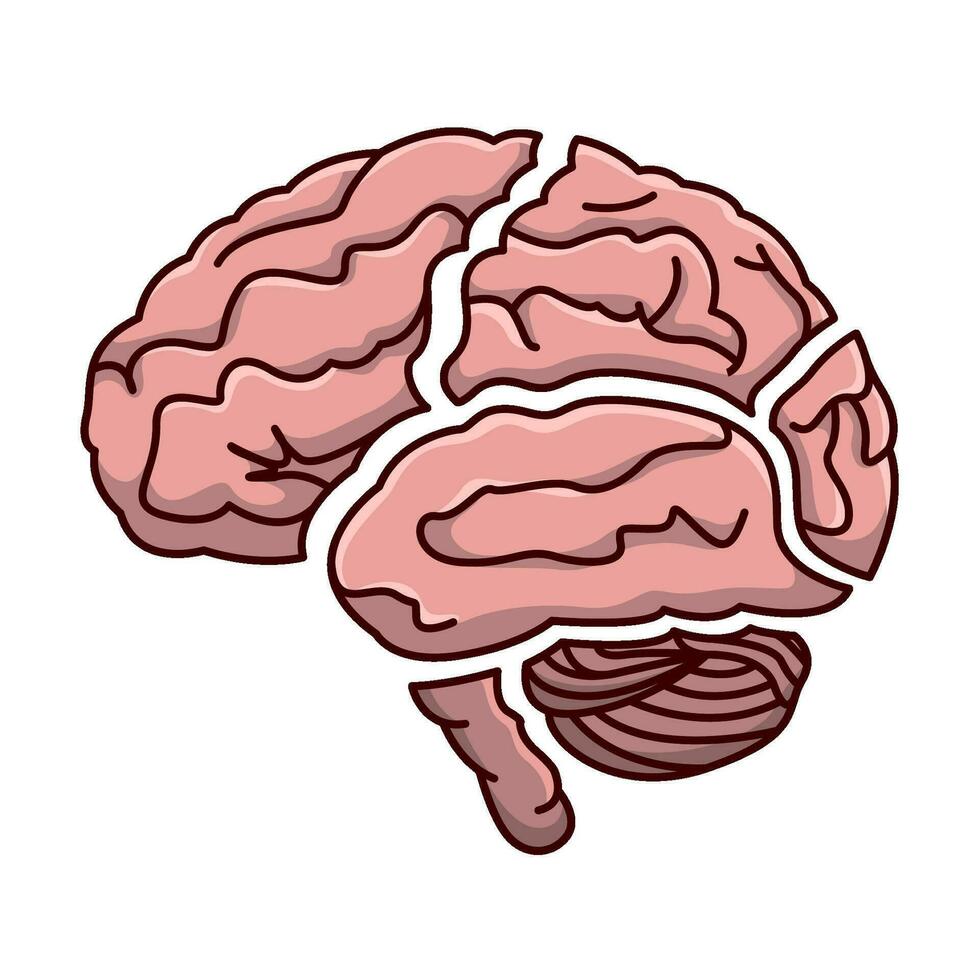 human brain illustration vector