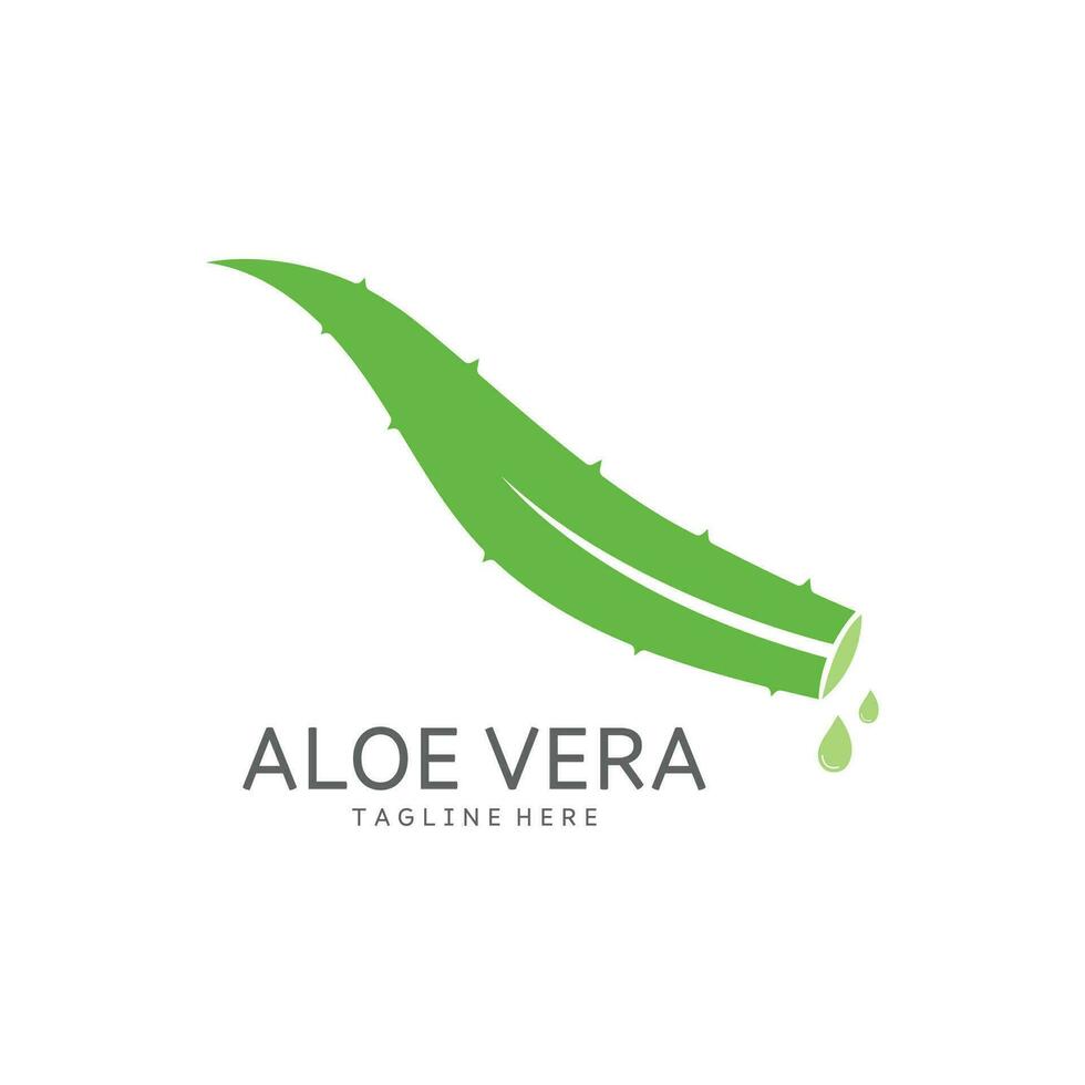 aloe vera logo design vector illustration template