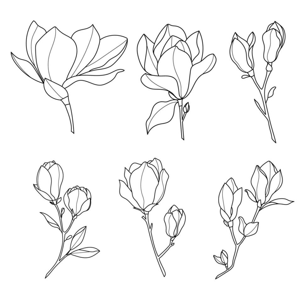 Line art botanical illustration vector on white background