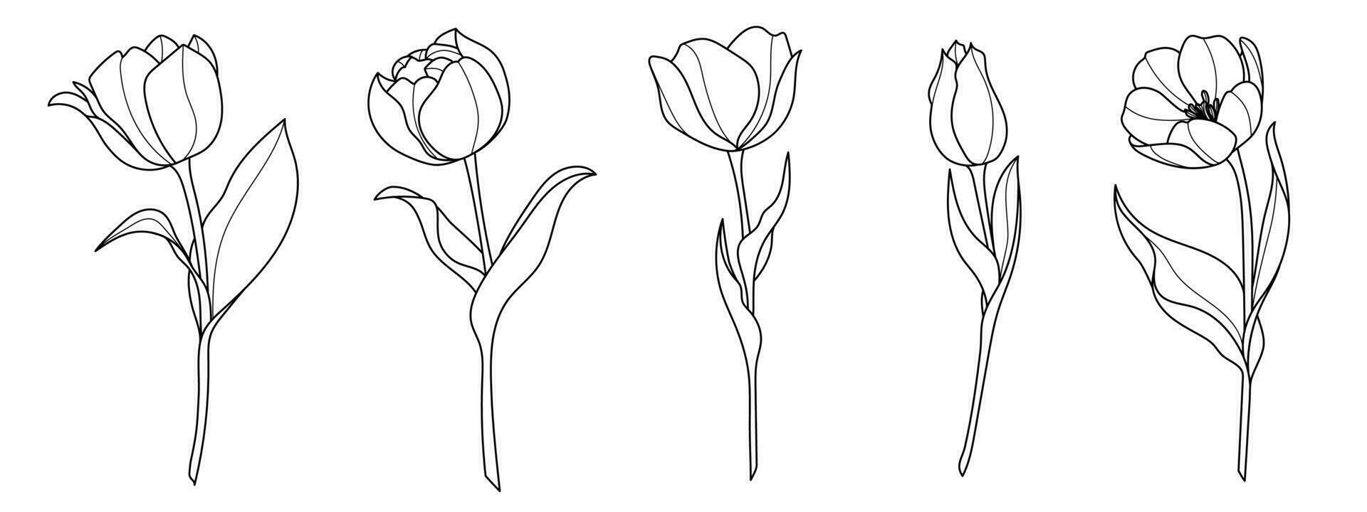 Line art botanical illustration vector on white background