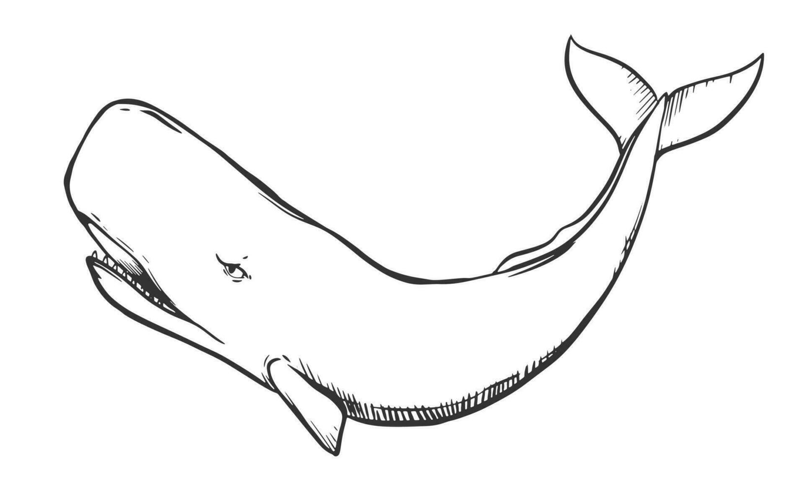 Vector drawing of a sperm whale. White whale in engraving style. Illustration for a logo, tattoo in a marine style. Predatory inhabitant of the ocean.