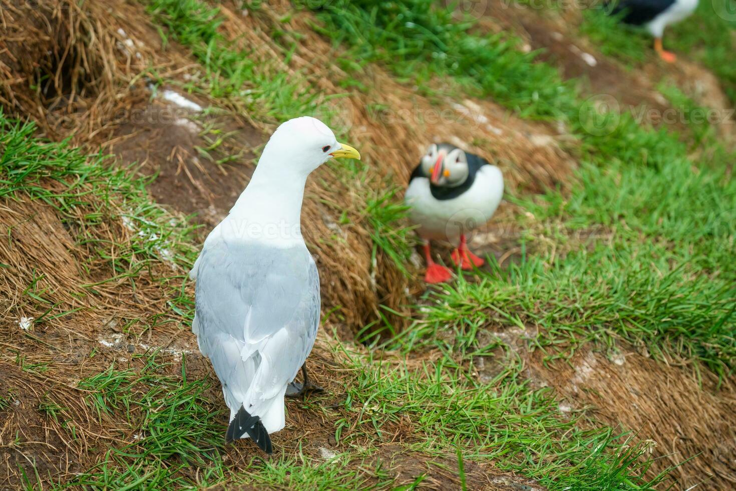 Atlantic puffin living on cliff of Atlantic Ocean during breeding season photo