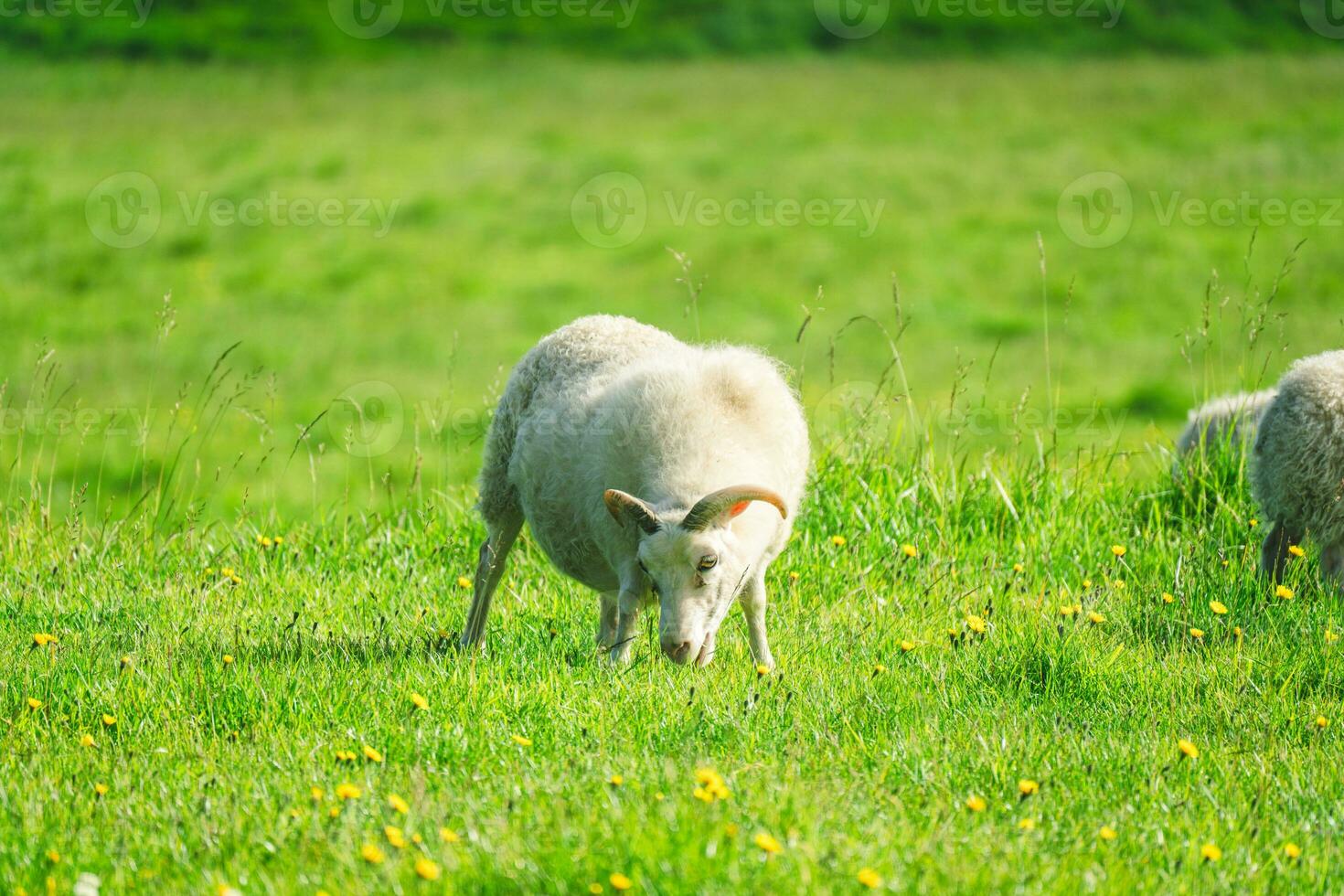 White sheep grazing grass on meadow in pasture at countryside photo