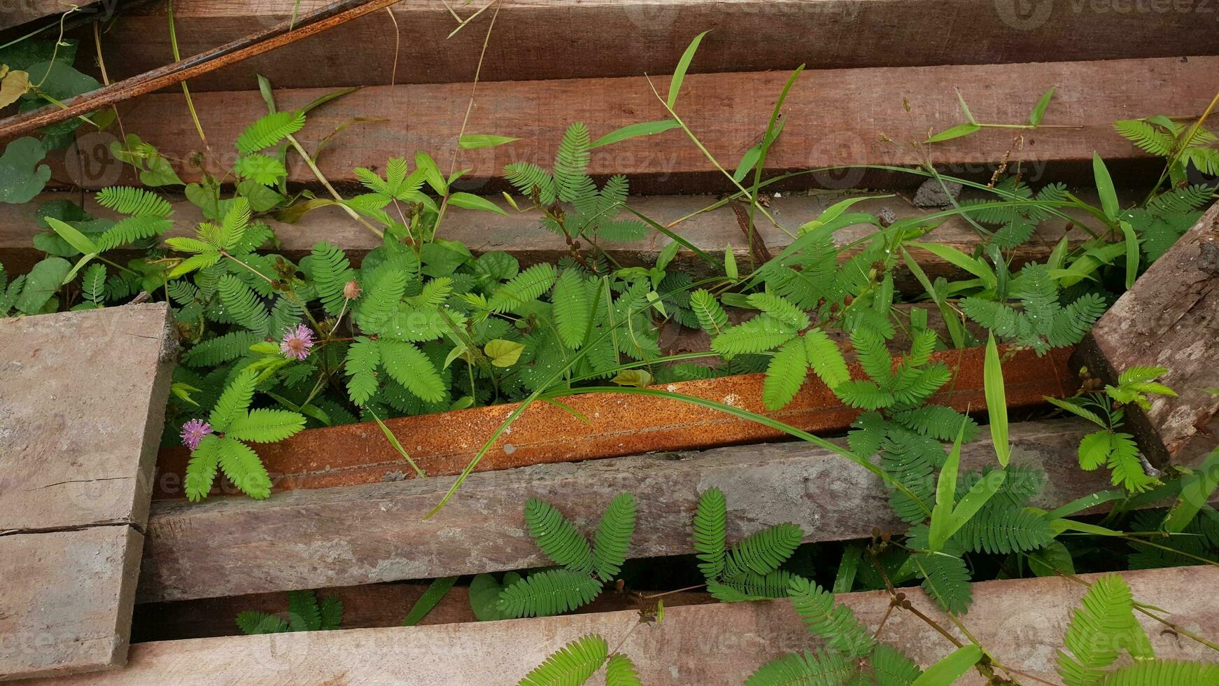 shy princess plant or it's call Mimosa pudica among the scrap wood photo