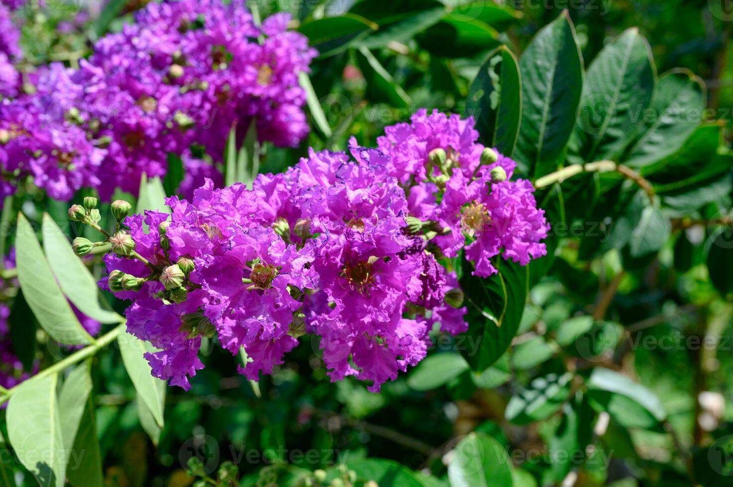 Flower Crape myrtle, Lagerstroemia bush on tree with green leaves in sunny photo
