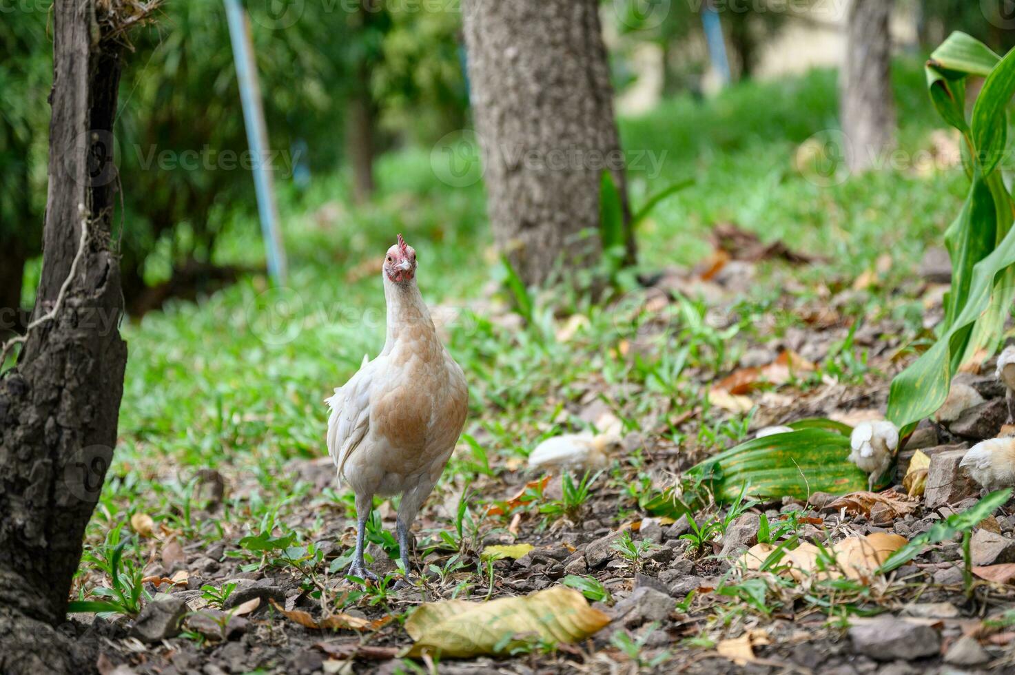 White hen with chicks in forest photo