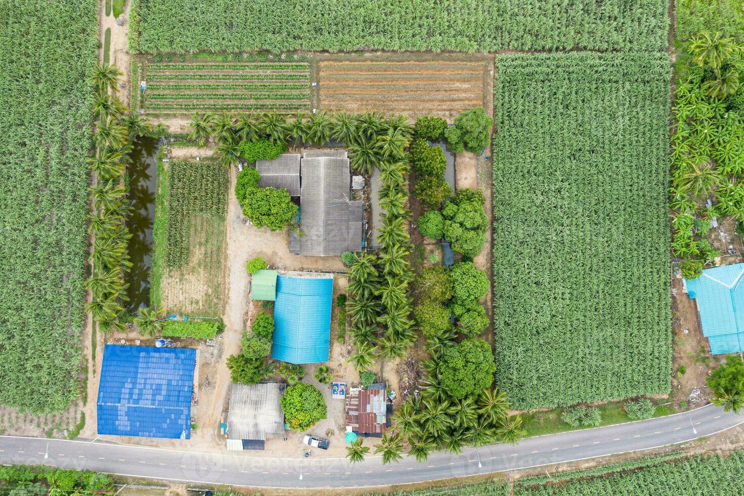 casa y granja con Coco, Caña de azúcar y estanque con asfalto la carretera en campo foto