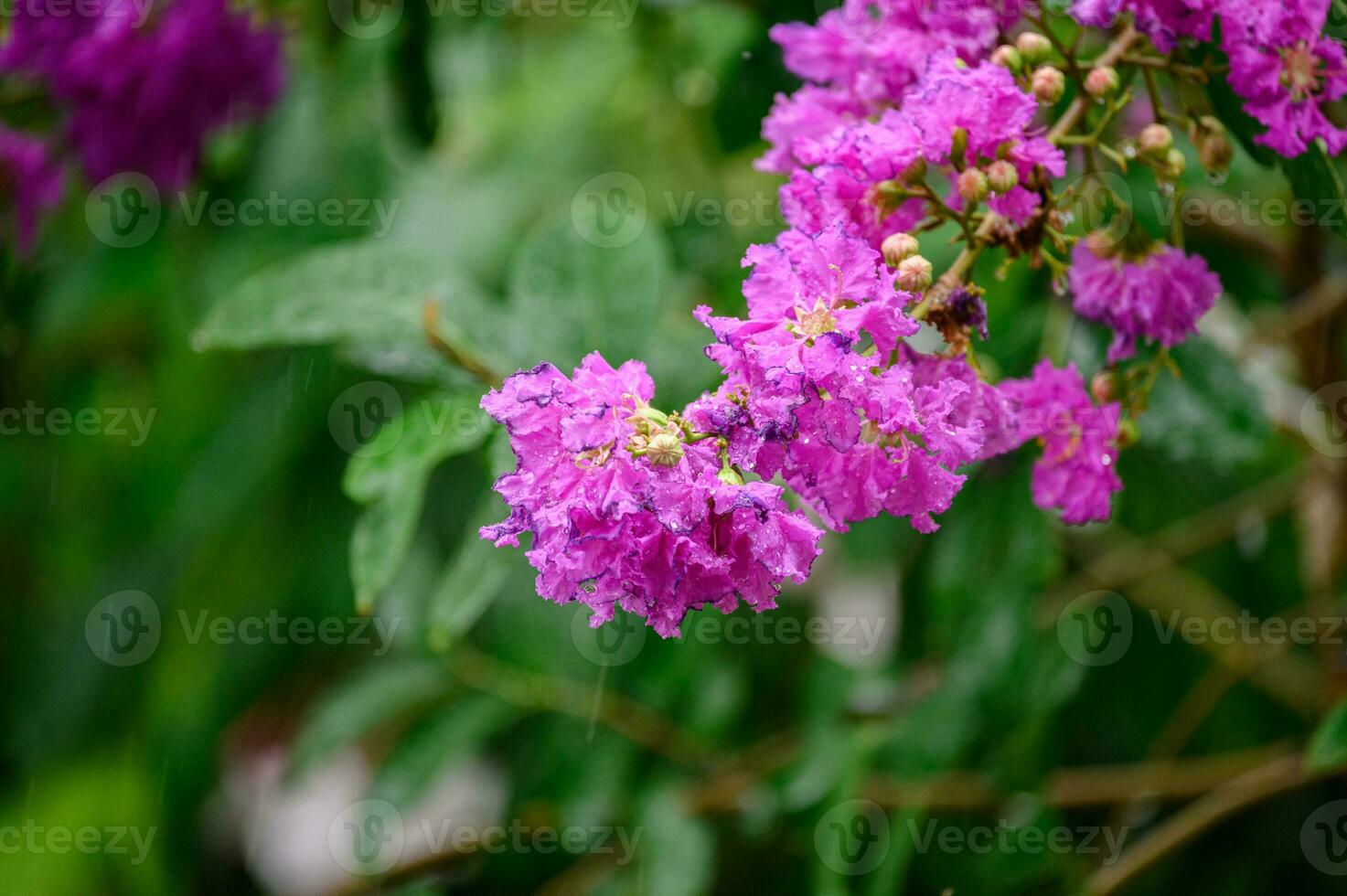 Beautiful flower Crape myrtle, Lagerstroemia bush on tree with green leaves photo
