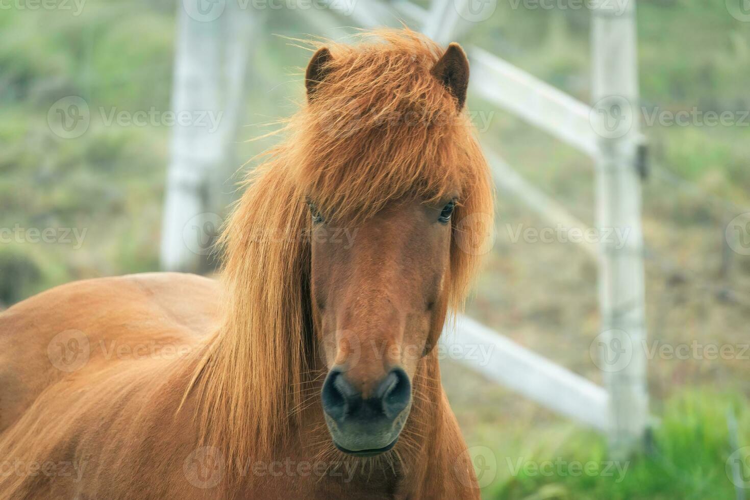 Young brown horse standing in stable on field photo