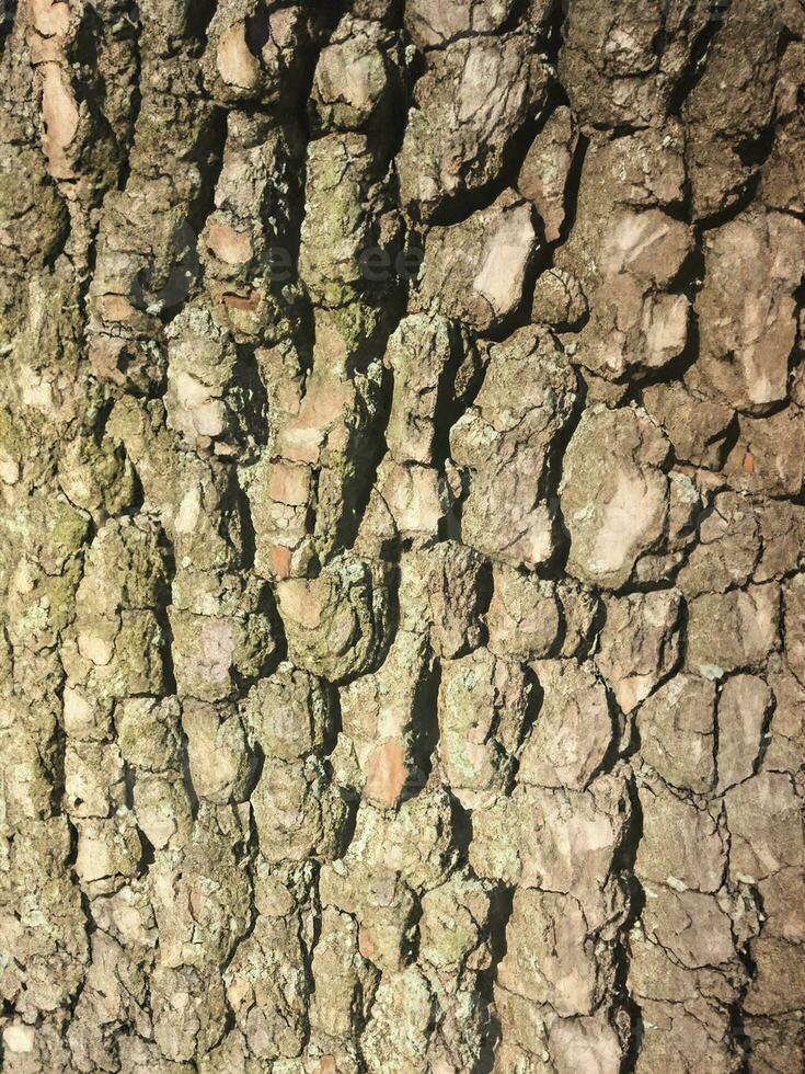 Deciduous tree bark. Textural background photo