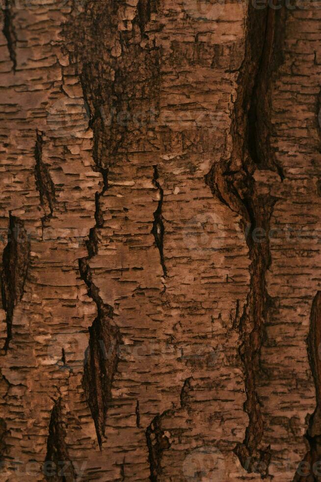 Deciduous tree bark. Textural background photo