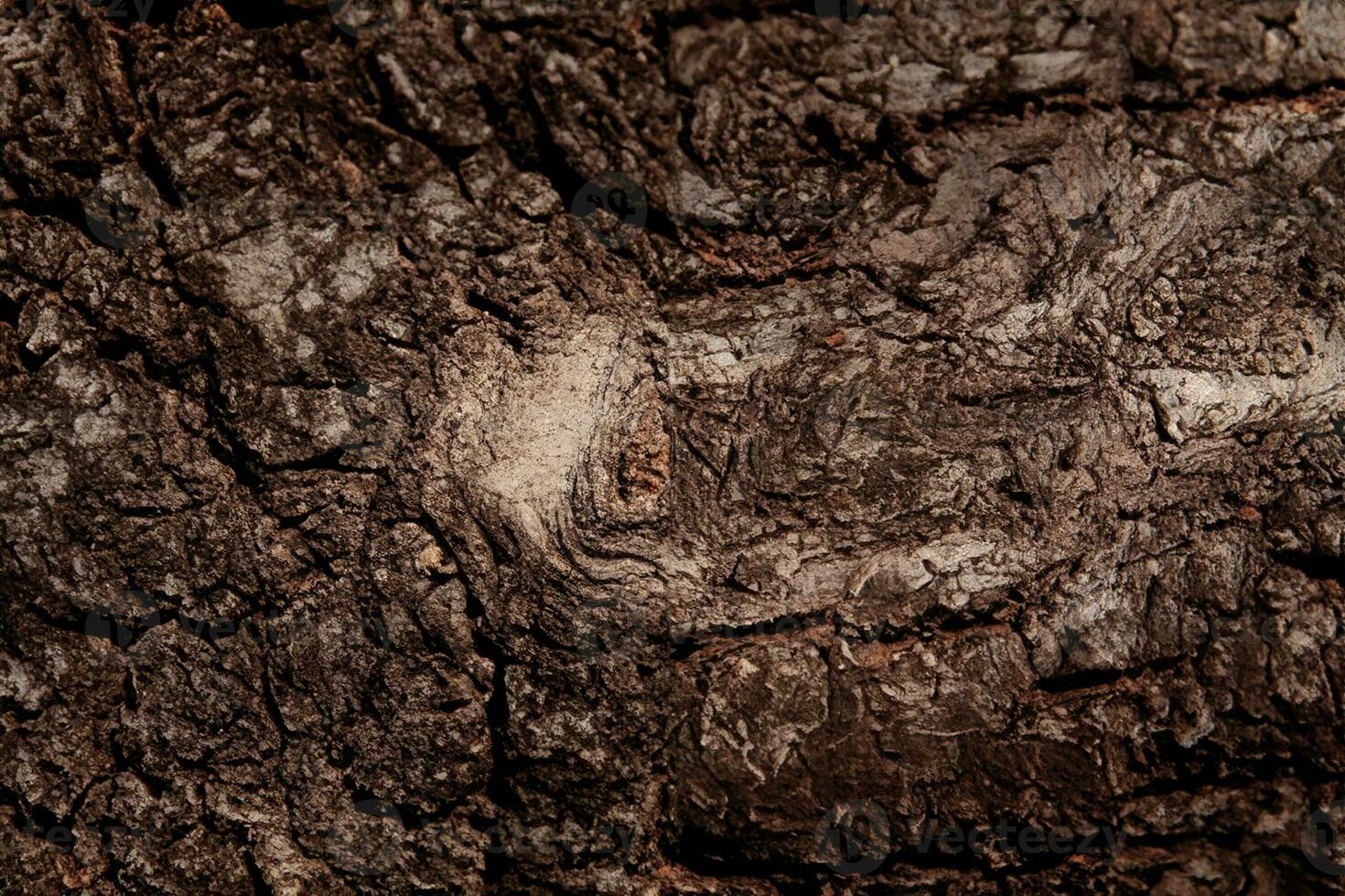 Deciduous tree bark. Textural background photo