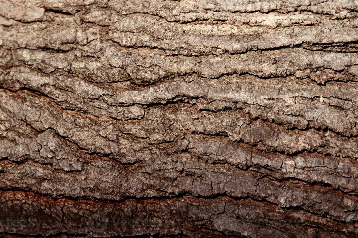 Deciduous tree bark. Textural background photo