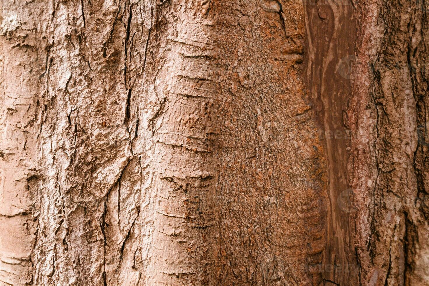 Deciduous tree bark. Textural background photo