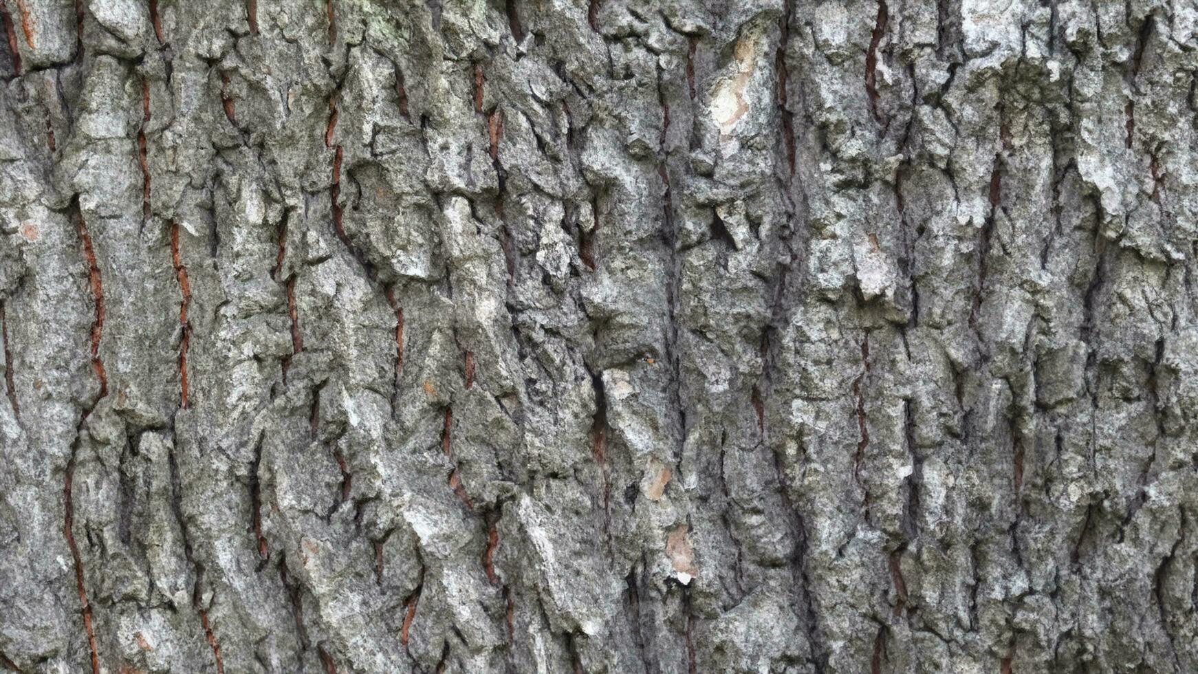 Deciduous tree bark. Textural background photo