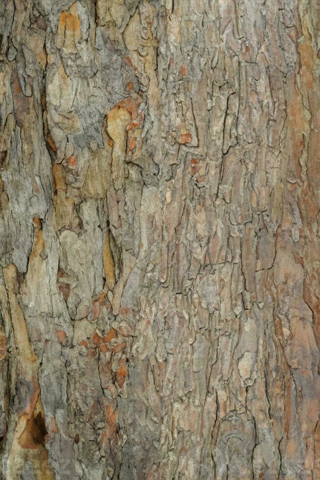 caduco árbol ladrar. textural antecedentes foto