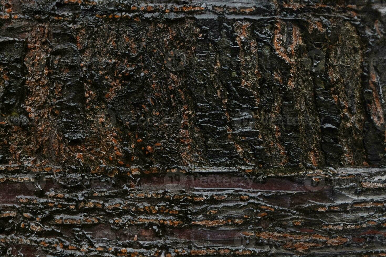 Deciduous tree bark. Textural background photo