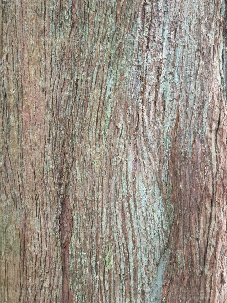 Deciduous tree bark. Textural background photo