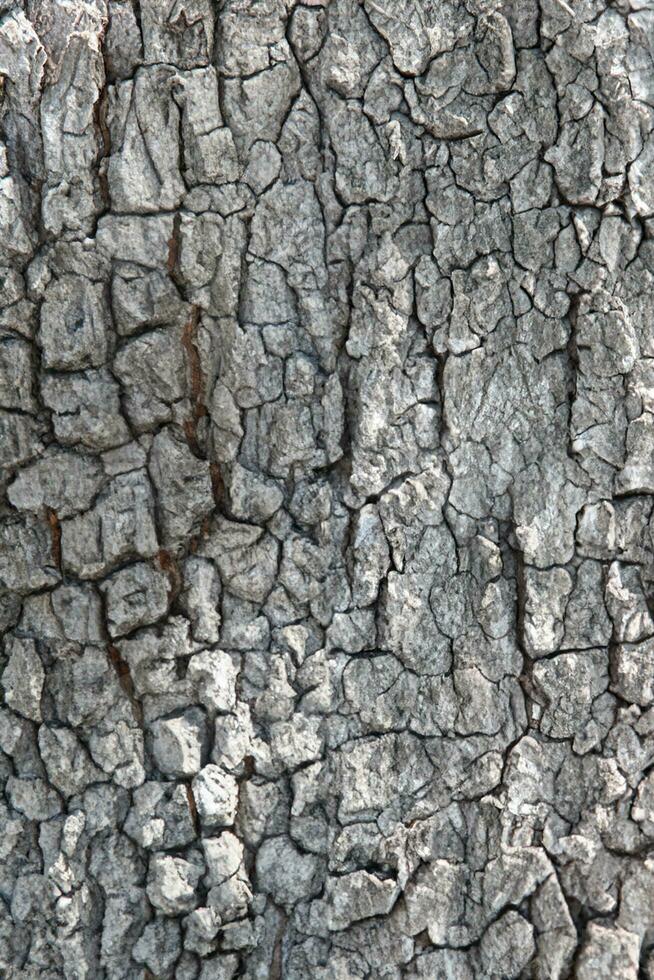 Deciduous tree bark. Textural background photo