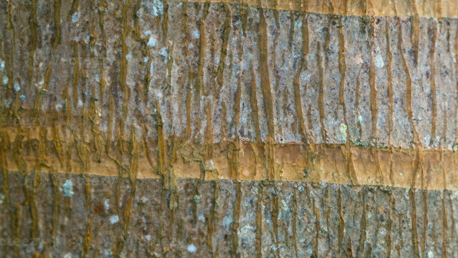 Deciduous tree bark. Textural background photo