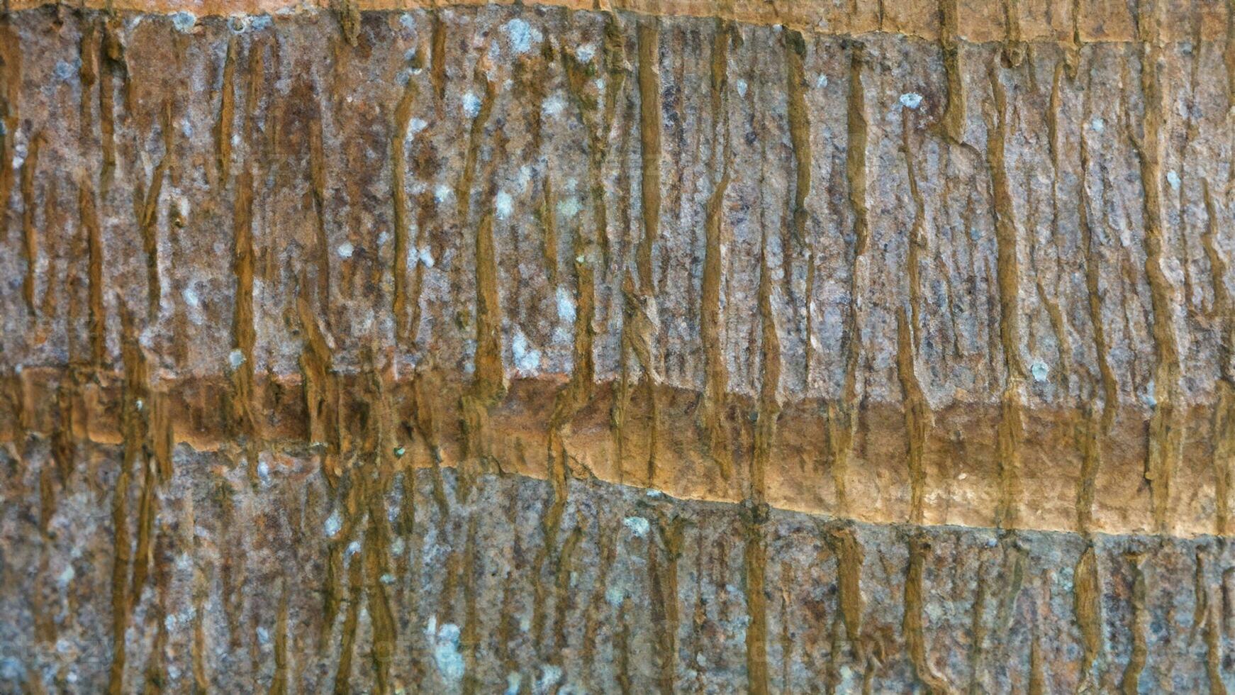 Deciduous tree bark. Textural background photo