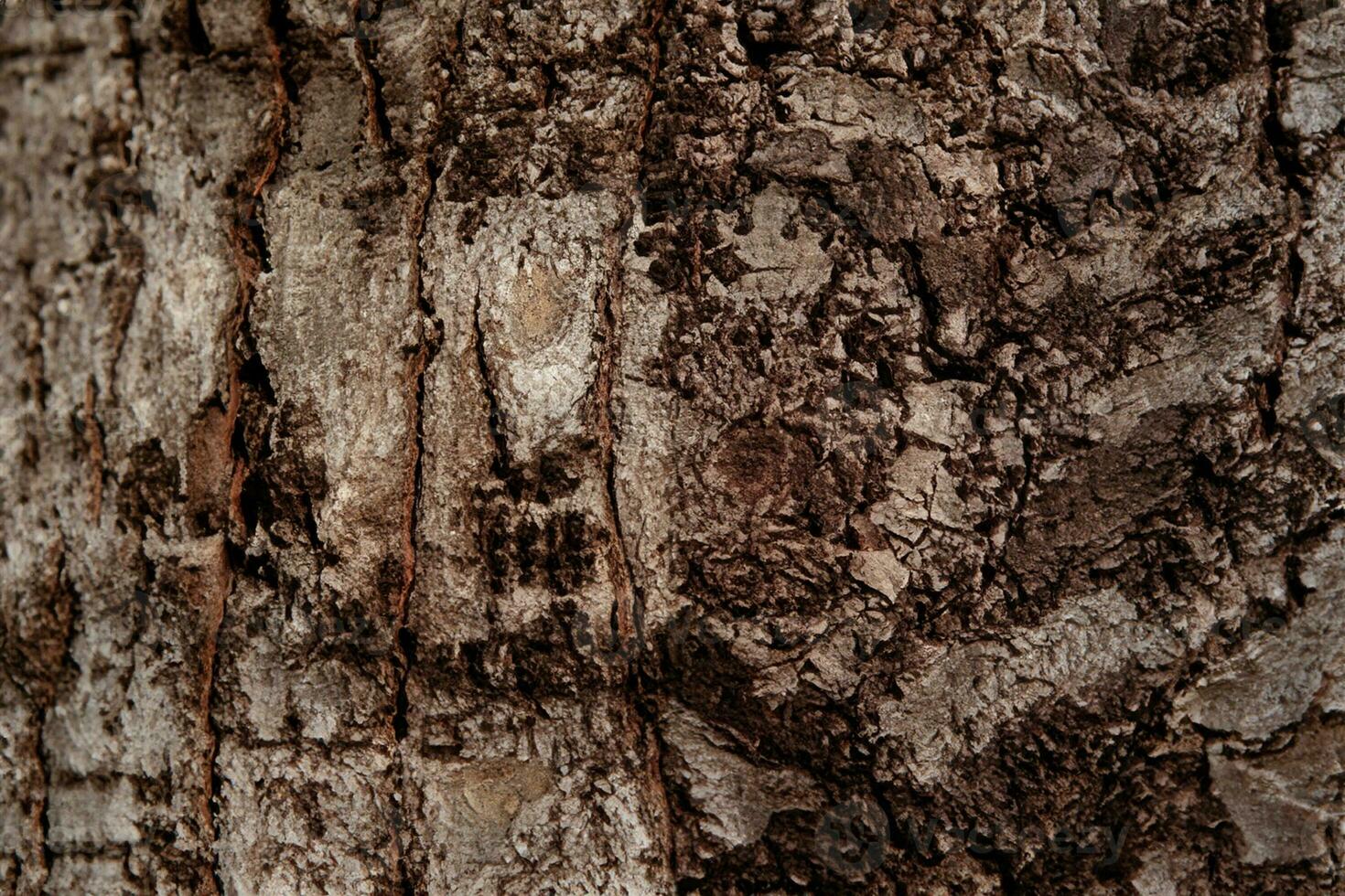 Deciduous tree bark. Textural background photo