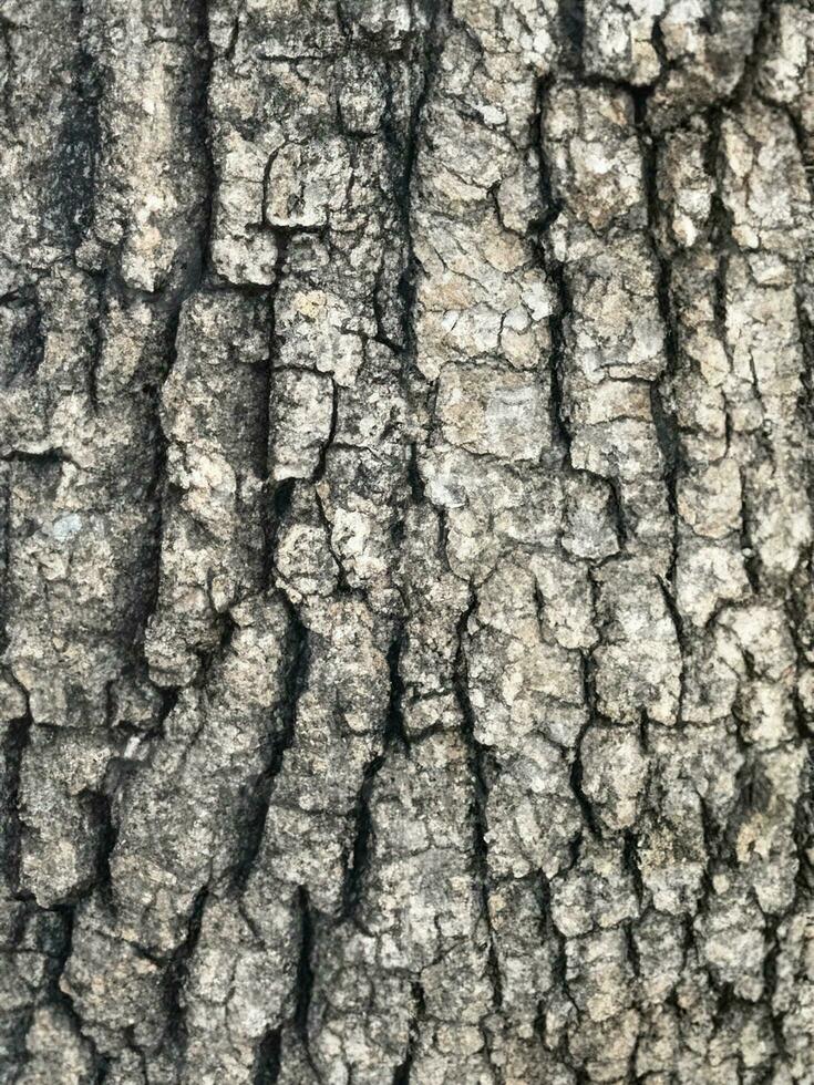 AI generated Deciduous tree bark. Textural background photo