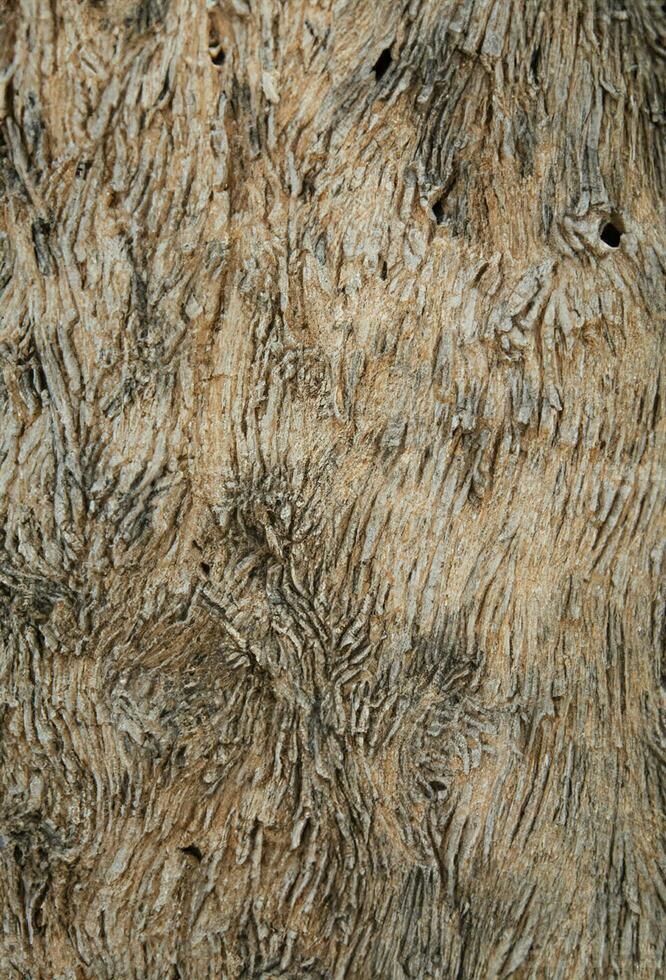 AI generated Deciduous tree bark. Textural background photo