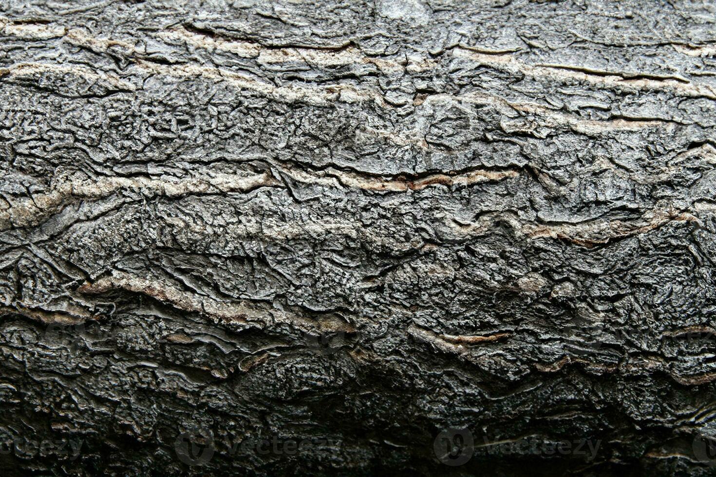 AI generated Deciduous tree bark. Textural background photo