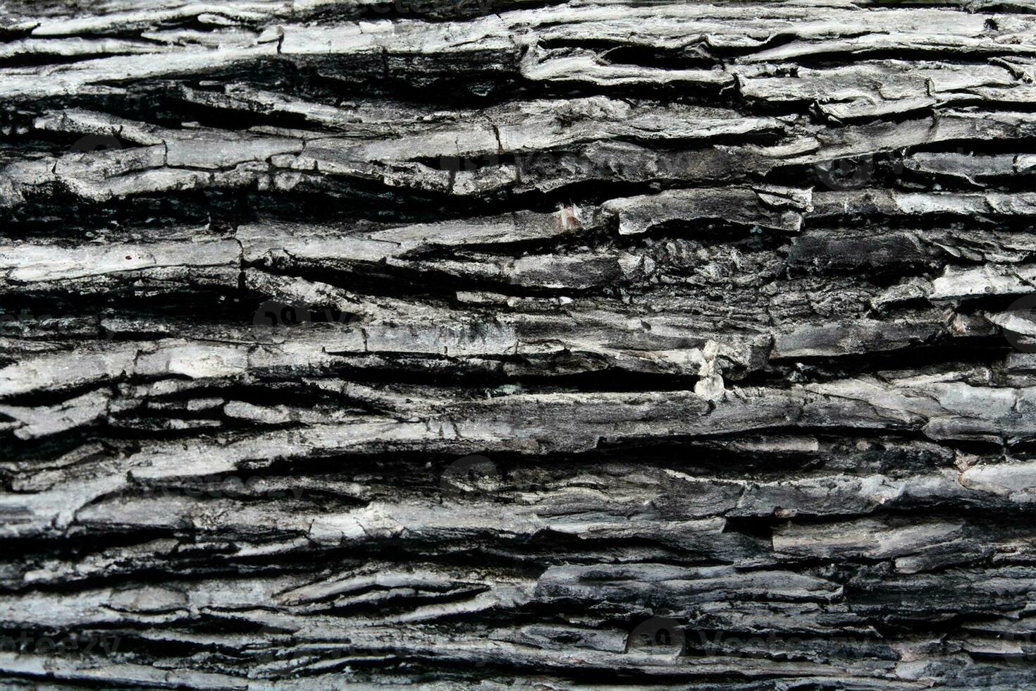 AI generated Deciduous tree bark. Textural background photo