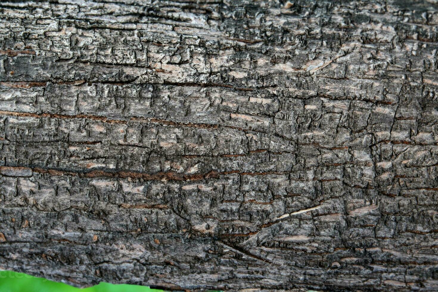 AI generated Deciduous tree bark. Textural background photo