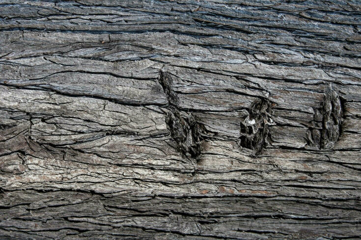 AI generated Deciduous tree bark. Textural background photo