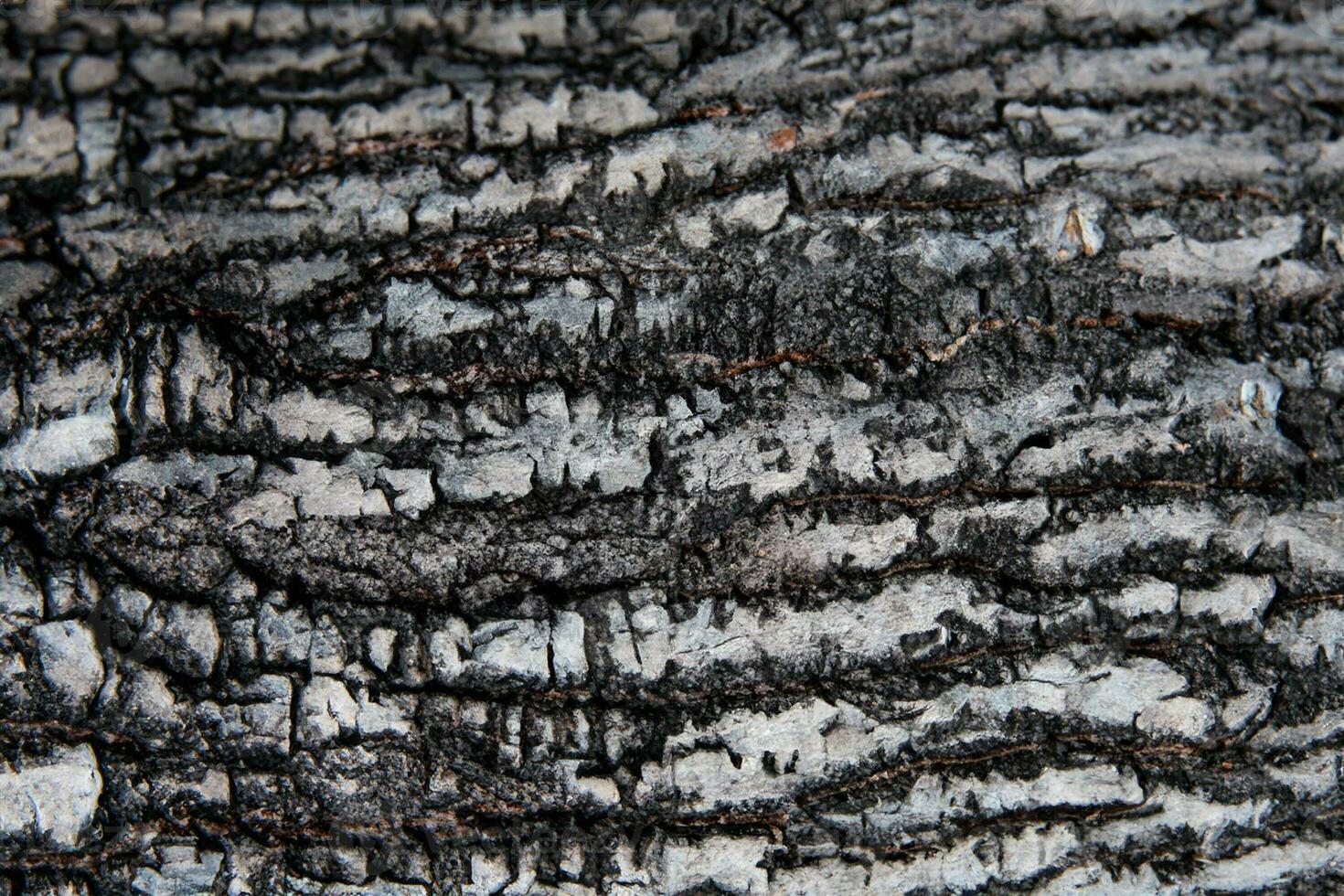 AI generated Deciduous tree bark. Textural background photo