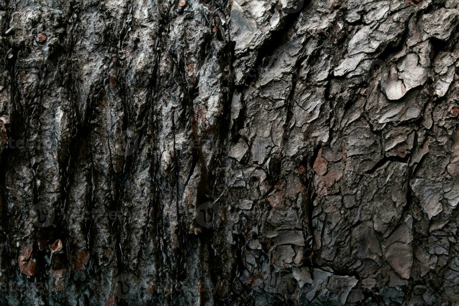 AI generated Deciduous tree bark. Textural background photo
