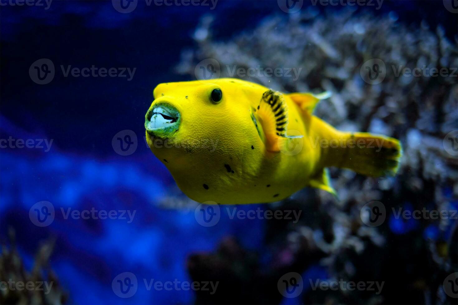 Yellow golden puffer guineafowl puffer fish underwater photo