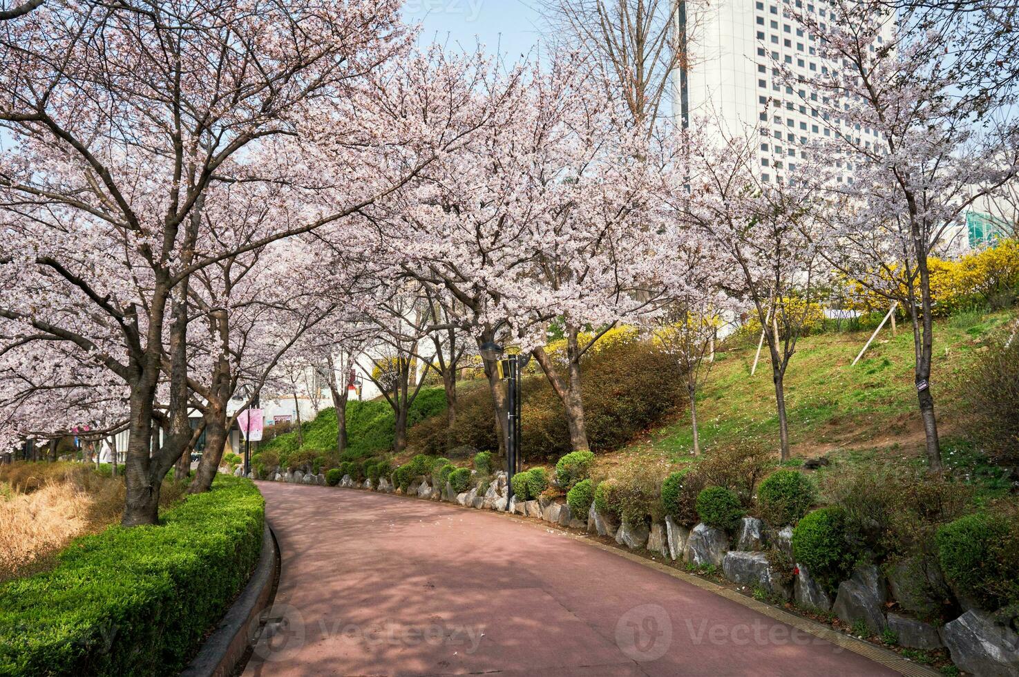 Blooming sakura cherry blossom alley in park photo