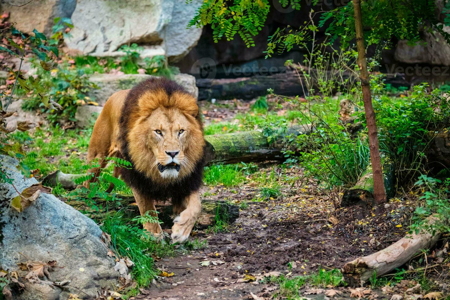 Lion in jungle forest in nature photo
