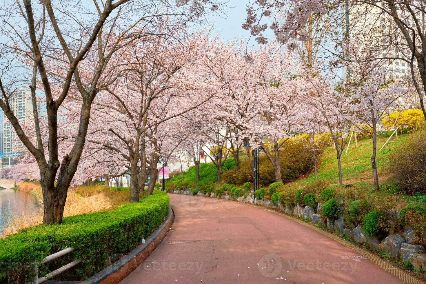 Blooming sakura cherry blossom alley in park photo