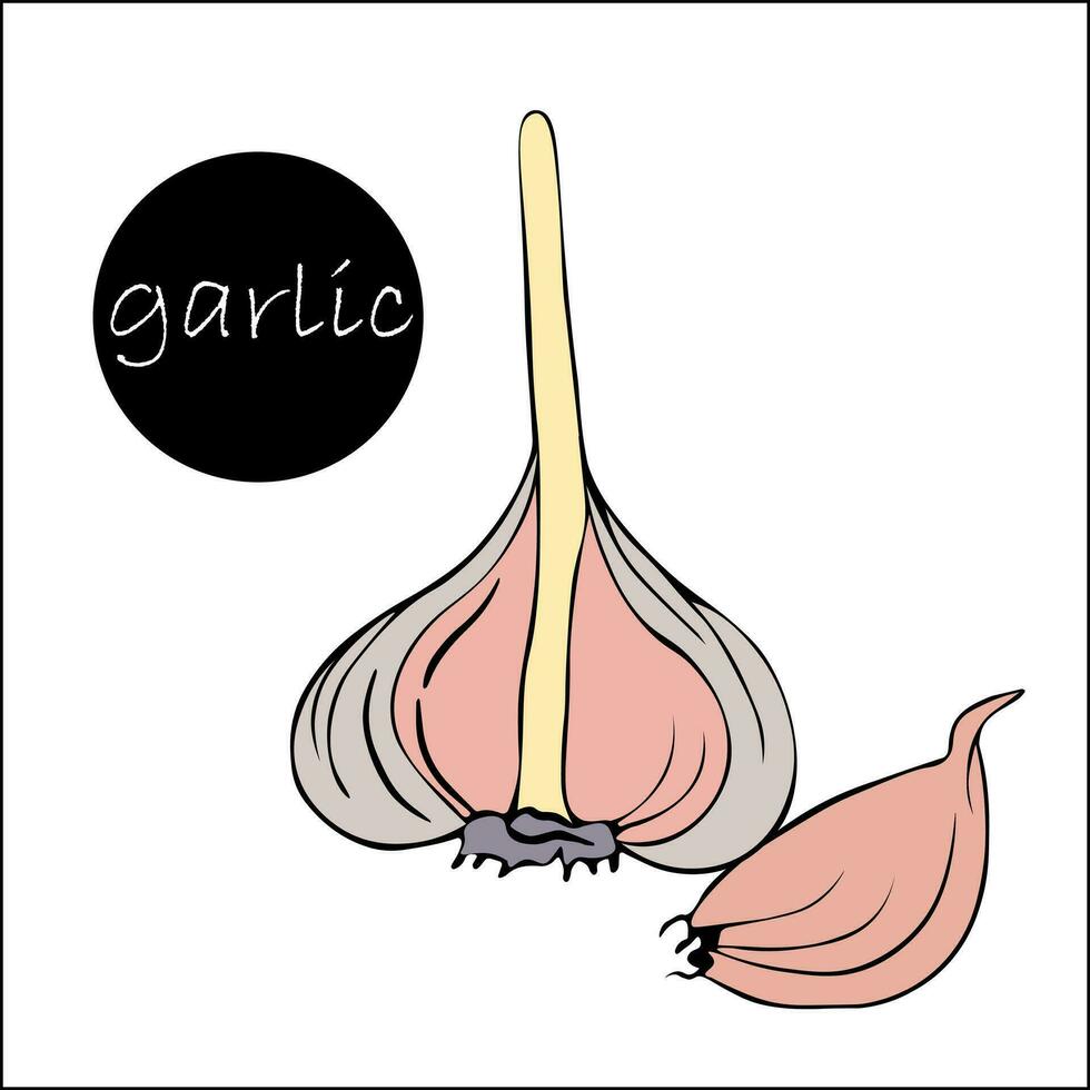 illustration half garlic and one clove, drawn by hand.  Half head of garlic with dry stalk and one clove of garlic. Harvest time. Farmer's market product, isolated vegetable. vector