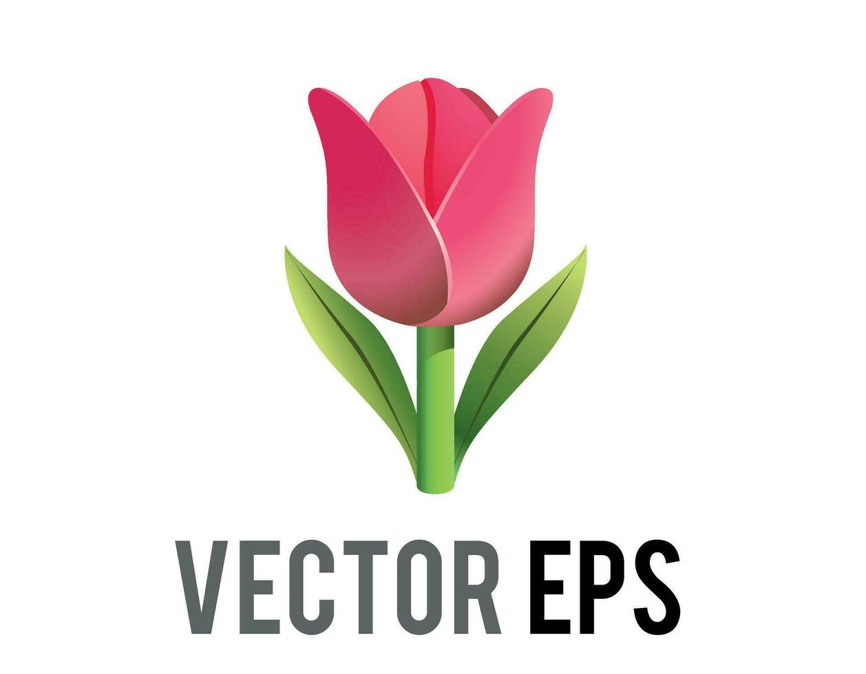 Vector pink tulip flower icon with green stem and leaves