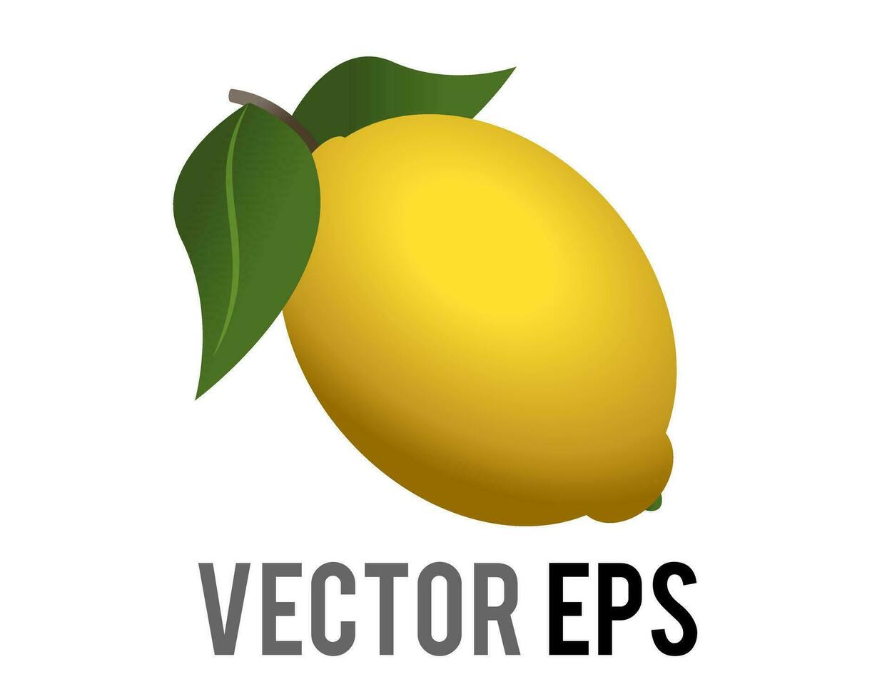 Sour, yellow colored citrus fruit of lemon icon with stem and green leaves vector