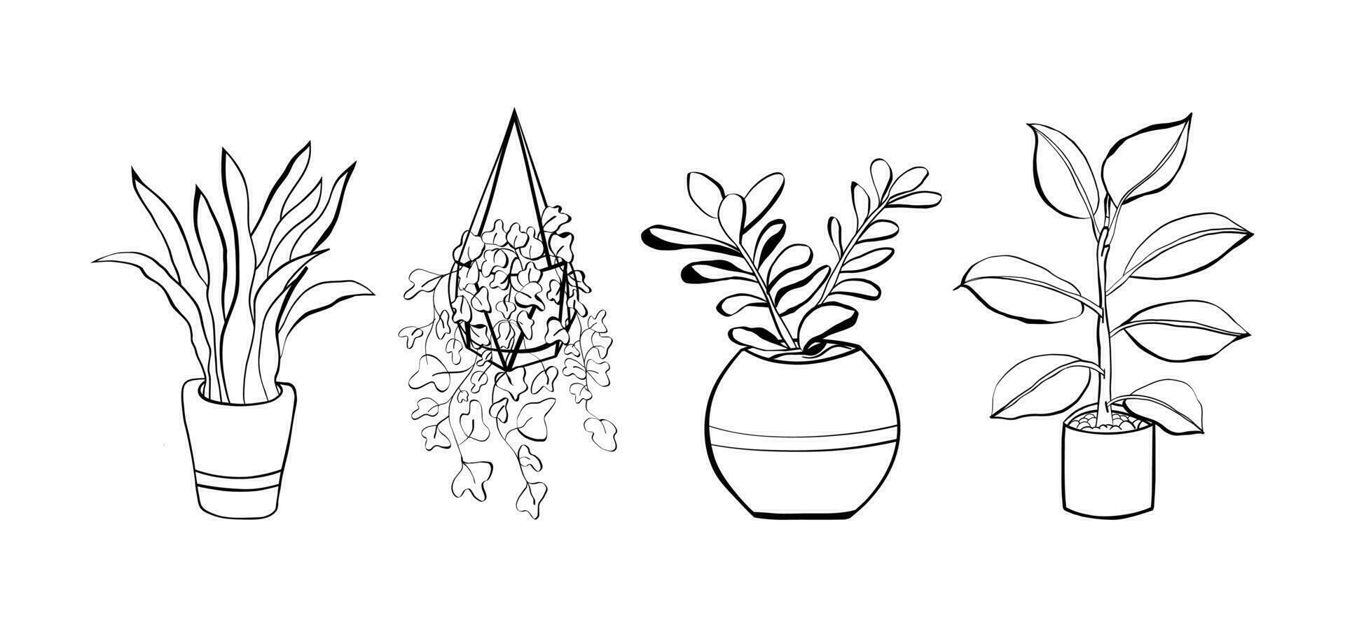 Set of plants Sansevieria, Crassula, money tree, ivy, ficus. Houseplants hand drawn. Isolation on white background. vector