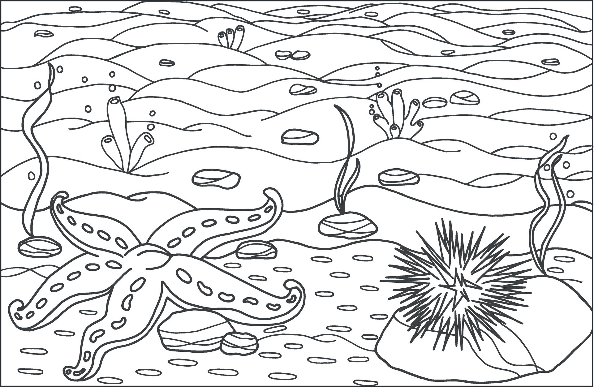 A starfish with sea urchin. Coloring page, hand drawn for