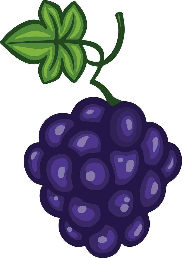 Grapes ripe bunch of blue berries illustration vector