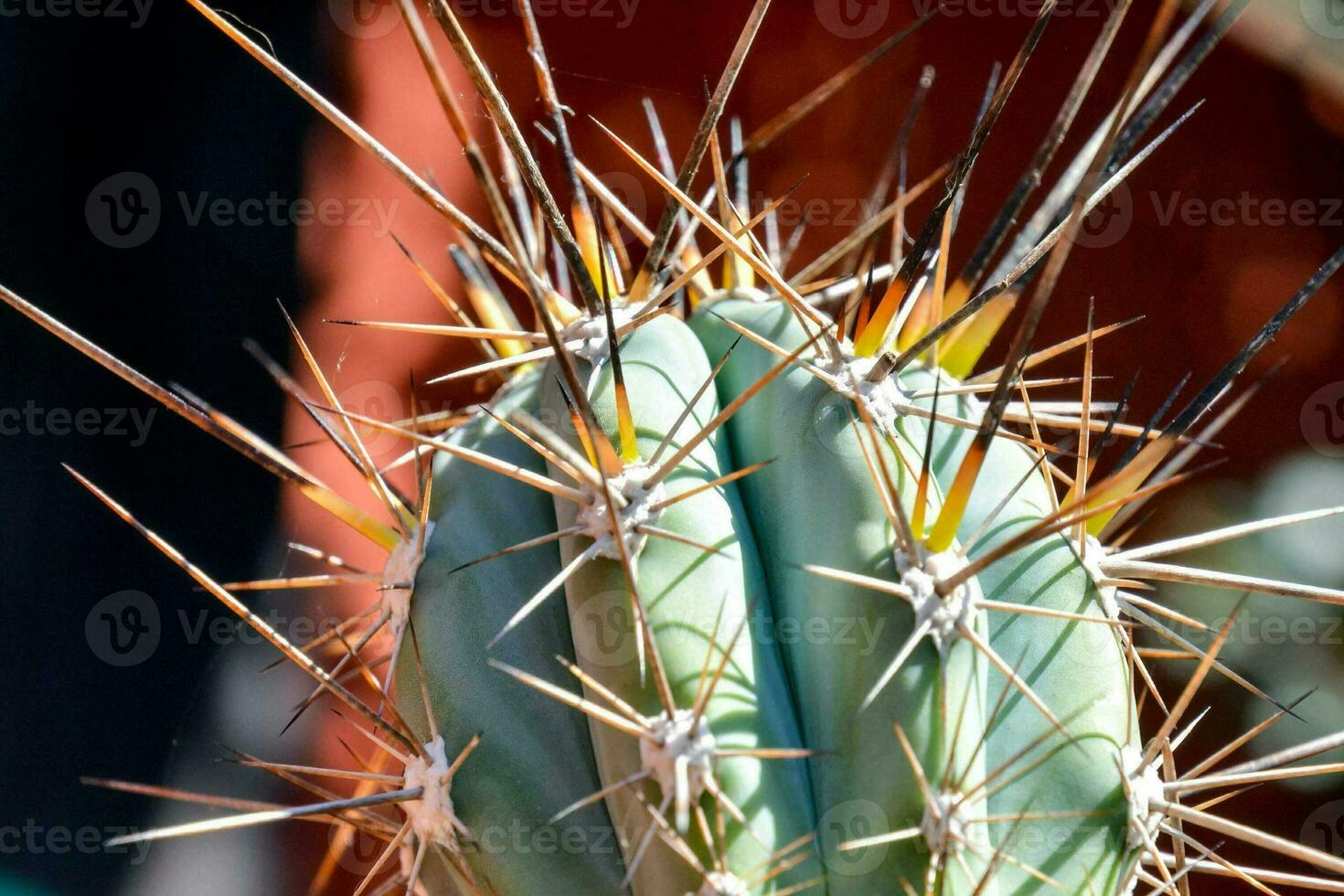 a cactus plant with sharp spikes on it photo