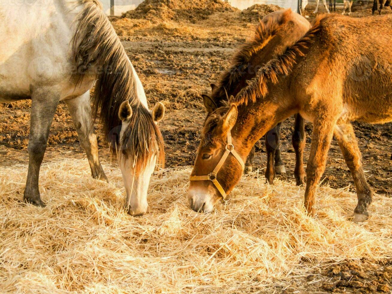 two horses eating hay in a stable photo