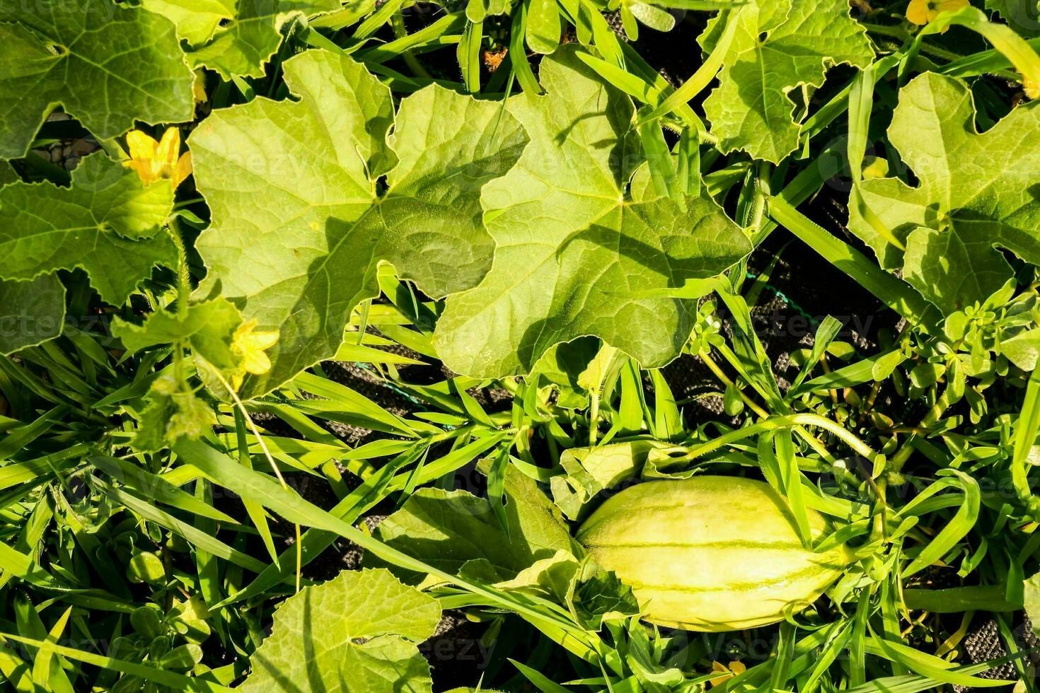 a green watermelon is sitting in the grass photo